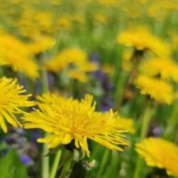 Spring Equinox Plant Connection